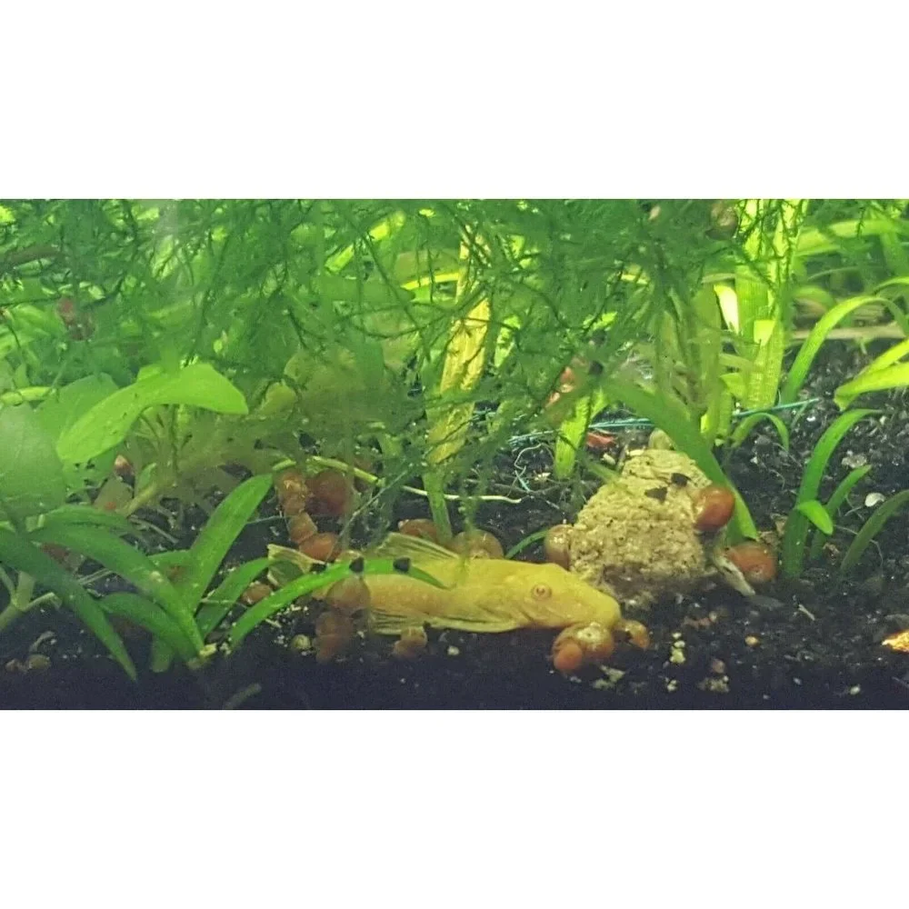 4 Oz. AquaStab L Premium Food Pellets for all Tropical Fish by Simply Green